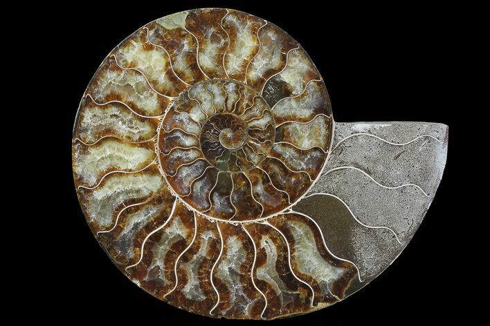 Polished Ammonite Fossil (Half) - Agatized #67895